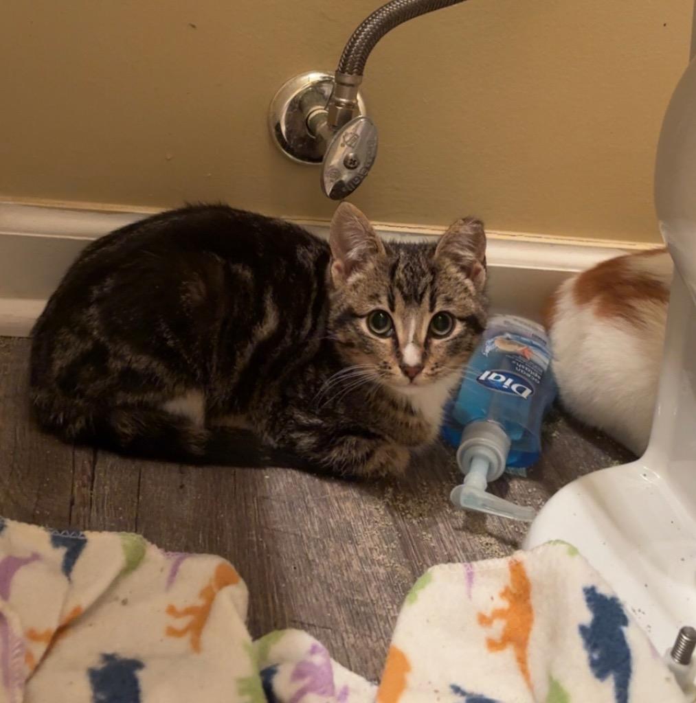 Toby, a Adoptable mixed breed in Evans, GA image 2/6