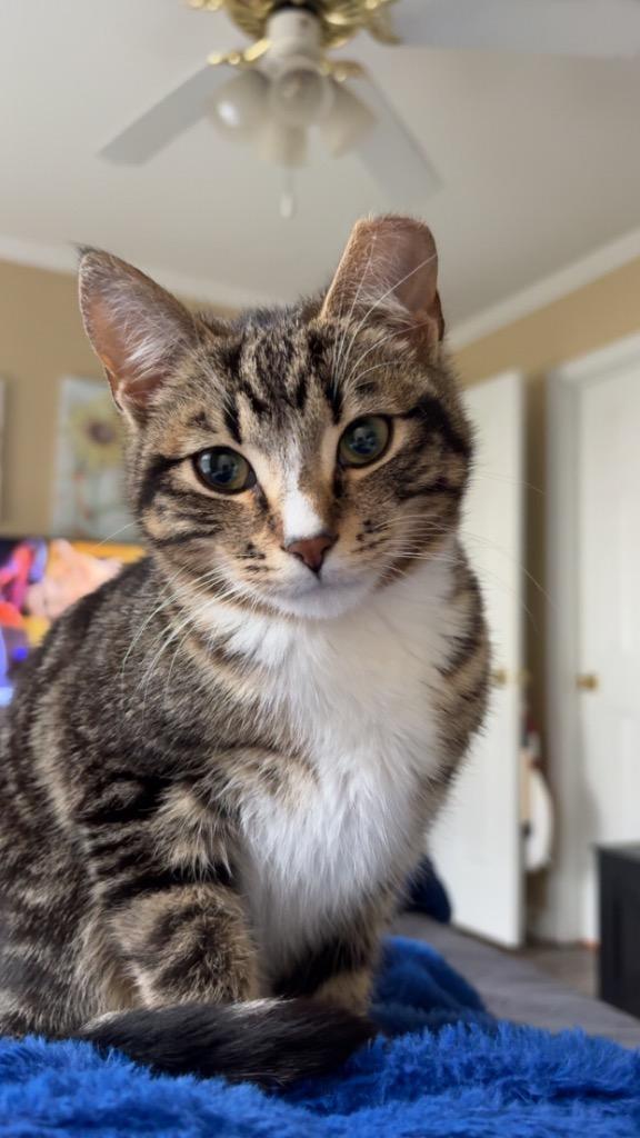 Toby, a Adoptable mixed breed in Evans, GA image 3/6