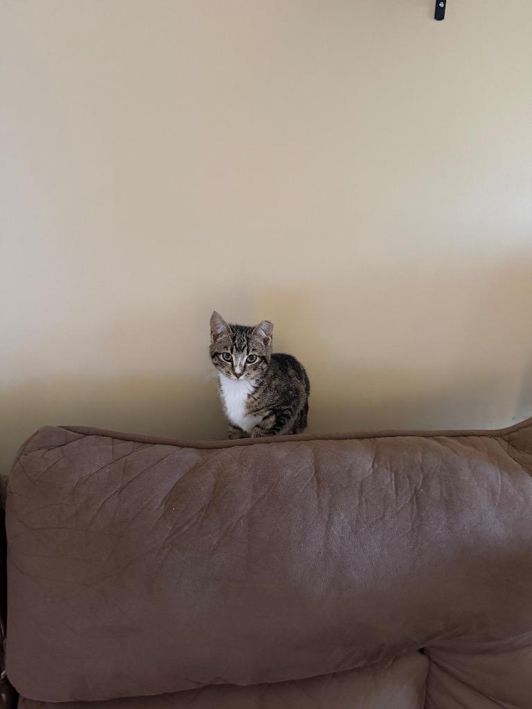 Toby, a Adoptable mixed breed in Evans, GA image 4/6