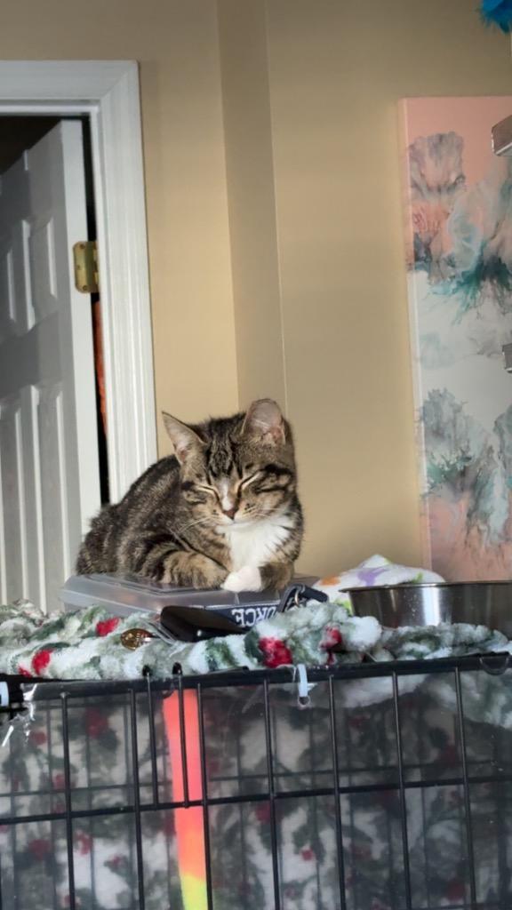 Toby, a Adoptable mixed breed in Evans, GA image 5/6