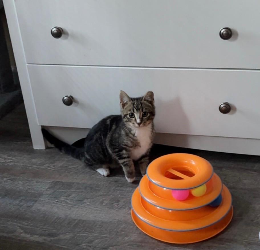 Toby, a Adoptable mixed breed in Evans, GA image 6/6