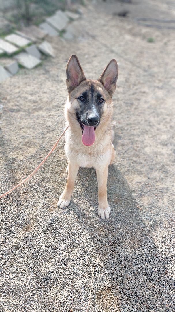 Dog for adoption Daisy, a German Shepherd Dog & Husky Mix in HEMET
