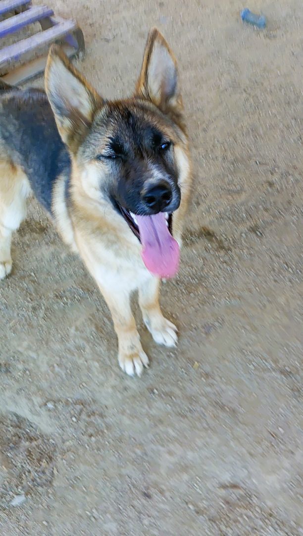 Dog for adoption Daisy, a German Shepherd Dog & Husky Mix in HEMET