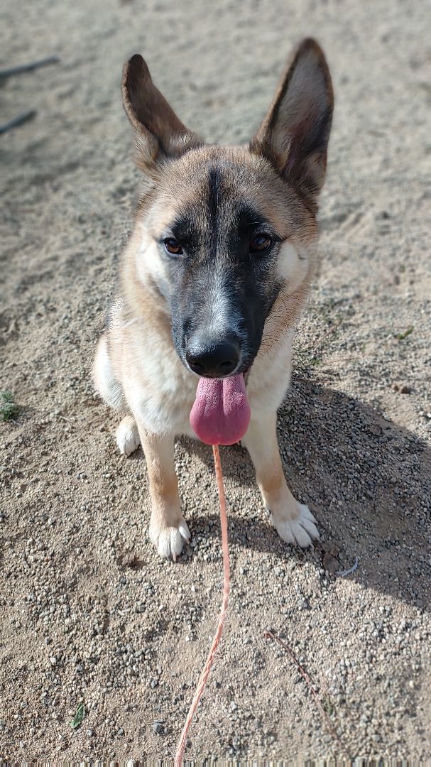 Dog for adoption Daisy, a German Shepherd Dog & Husky Mix in HEMET