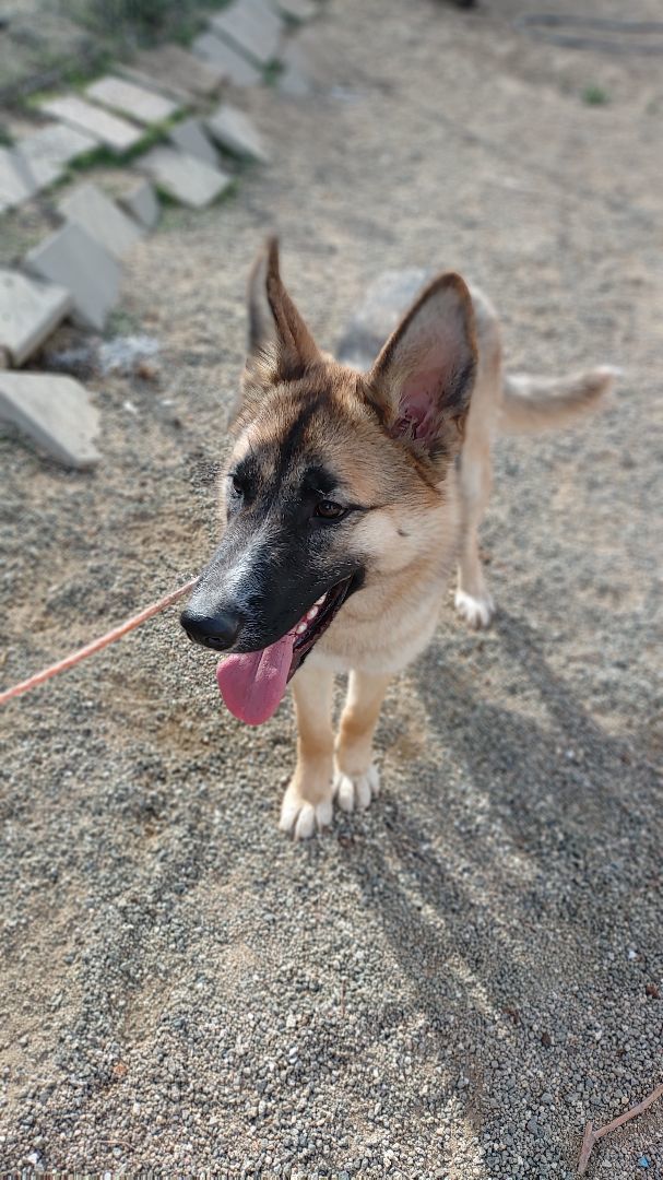 Dog for adoption Daisy, a German Shepherd Dog & Husky Mix in HEMET, CA Petfinder
