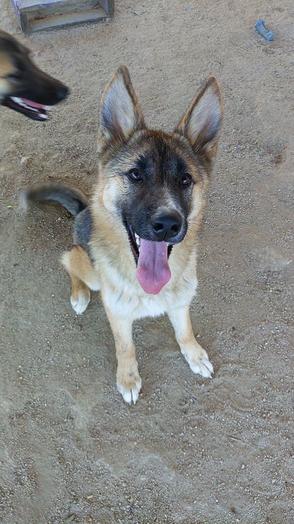 Dog for adoption Daisy, a German Shepherd Dog & Husky Mix in HEMET