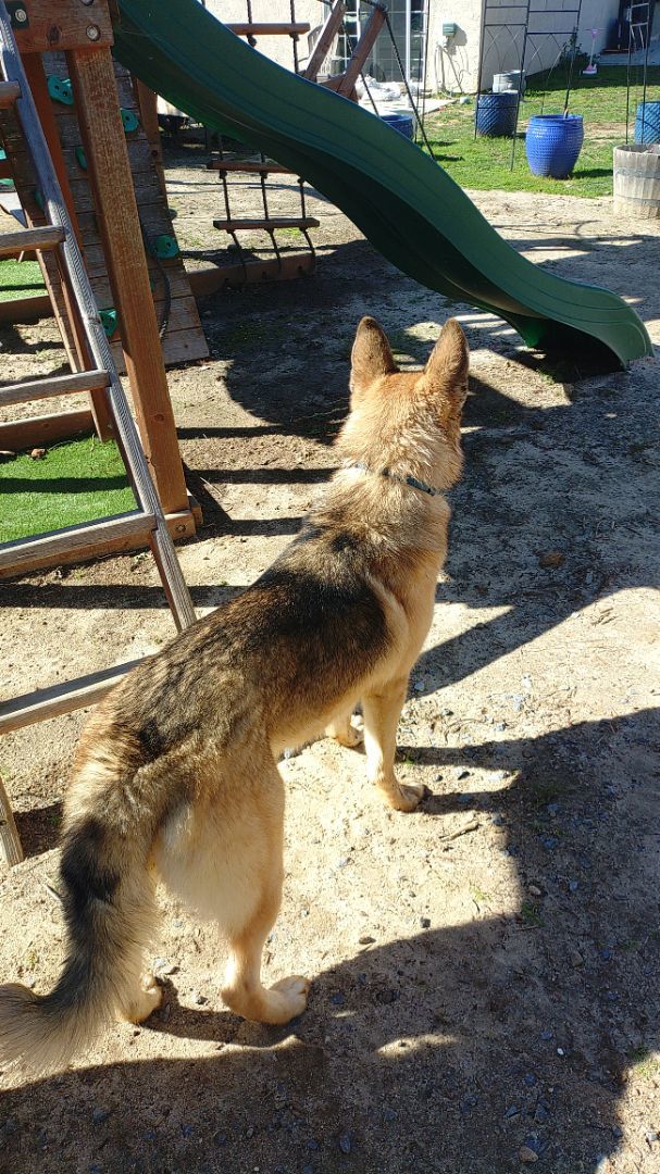 Dog for adoption Daisy, a German Shepherd Dog & Husky Mix in HEMET