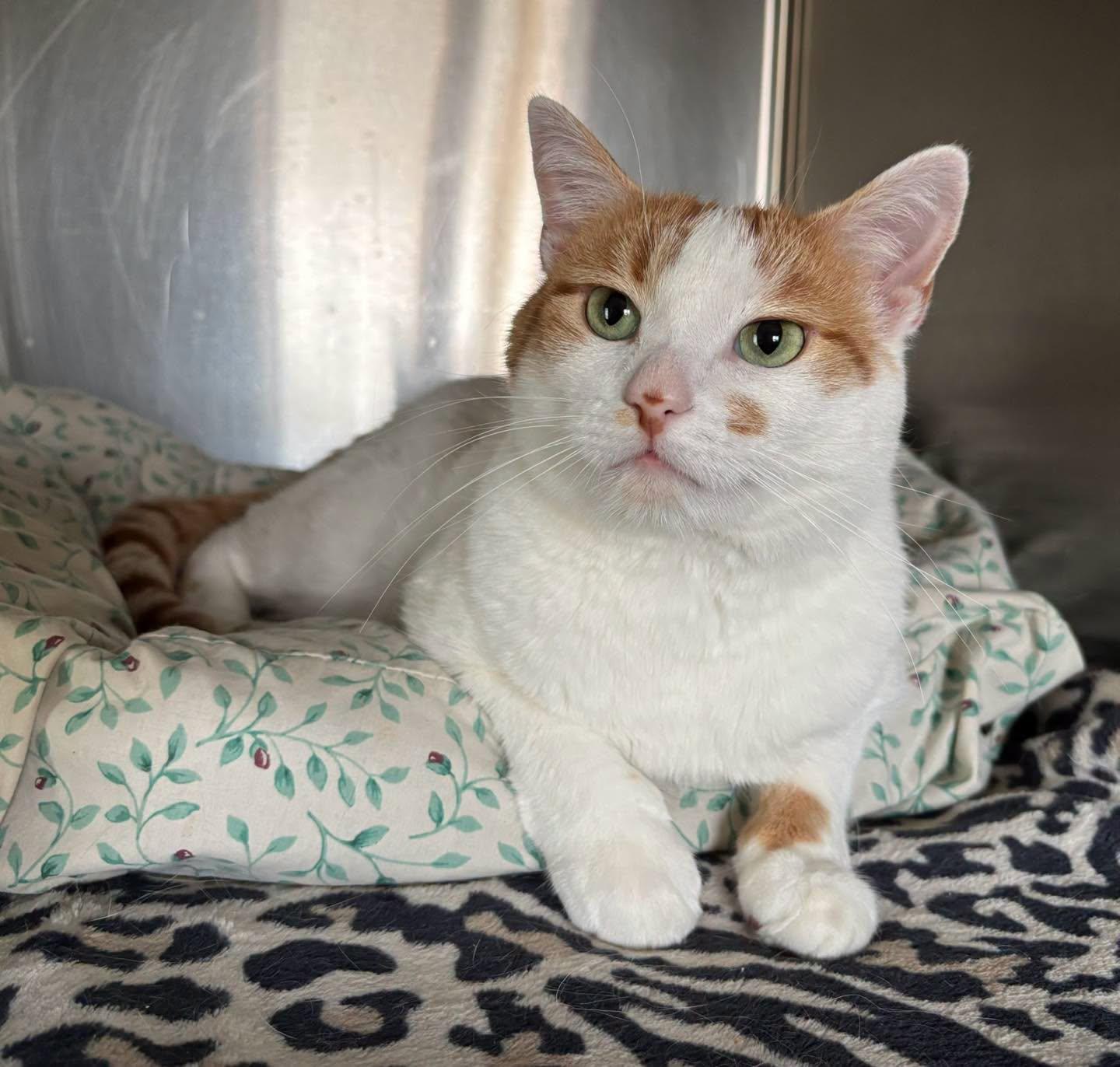 Mr. Baguette, Adoptable, Adult Male Domestic Short Hair.