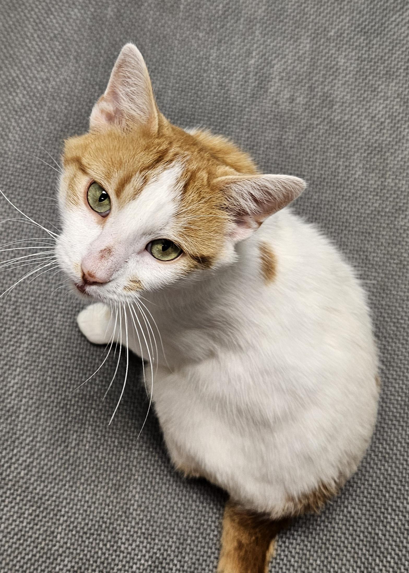 Mr. Baguette, Adoptable, Adult Male Domestic Short Hair.