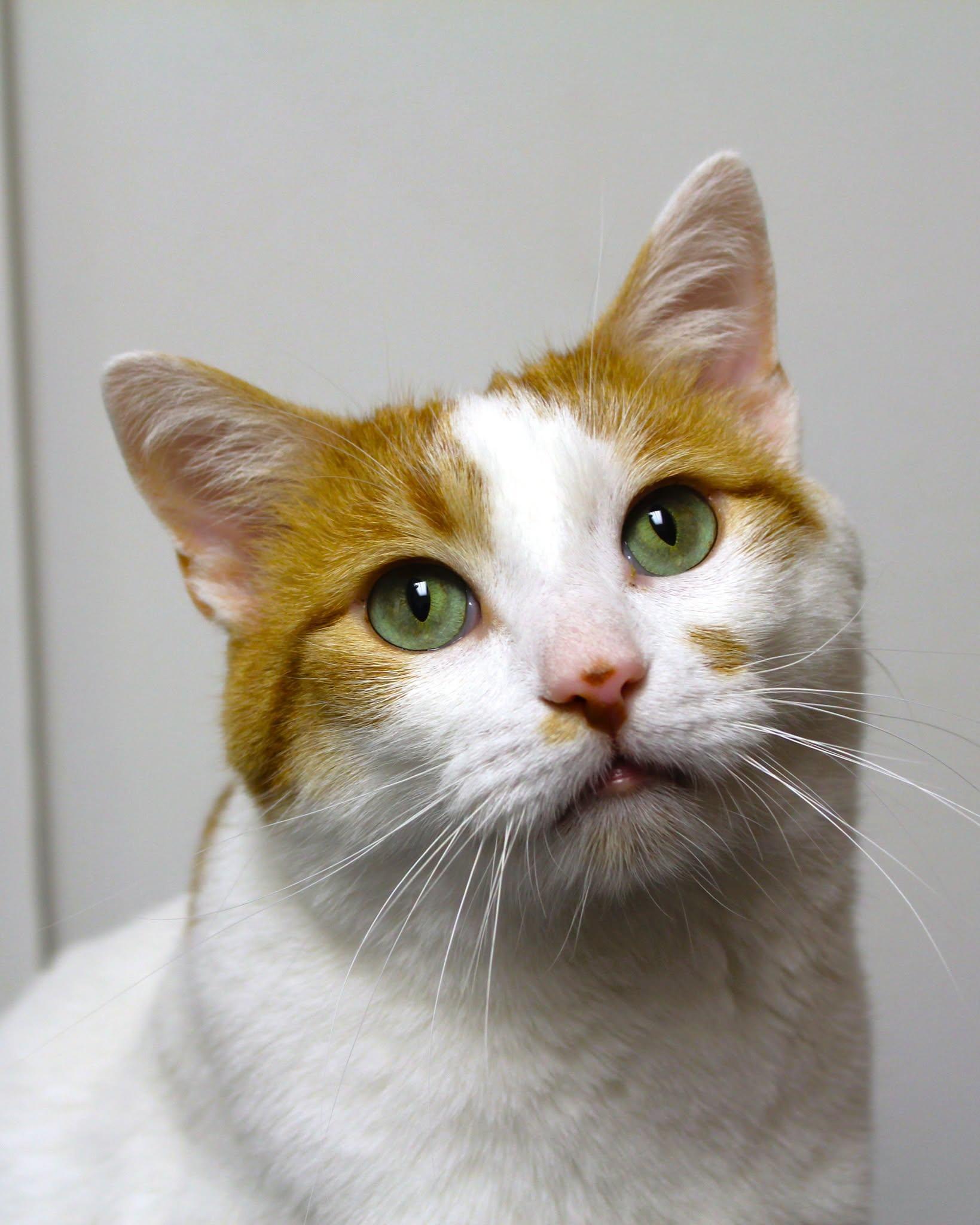 Mr. Baguette, Adoptable, Adult Male Domestic Short Hair.
