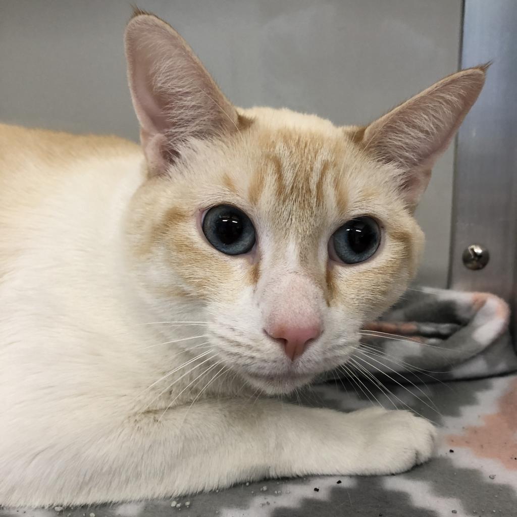 Usher, Adoptable, Adult Male Siamese.
