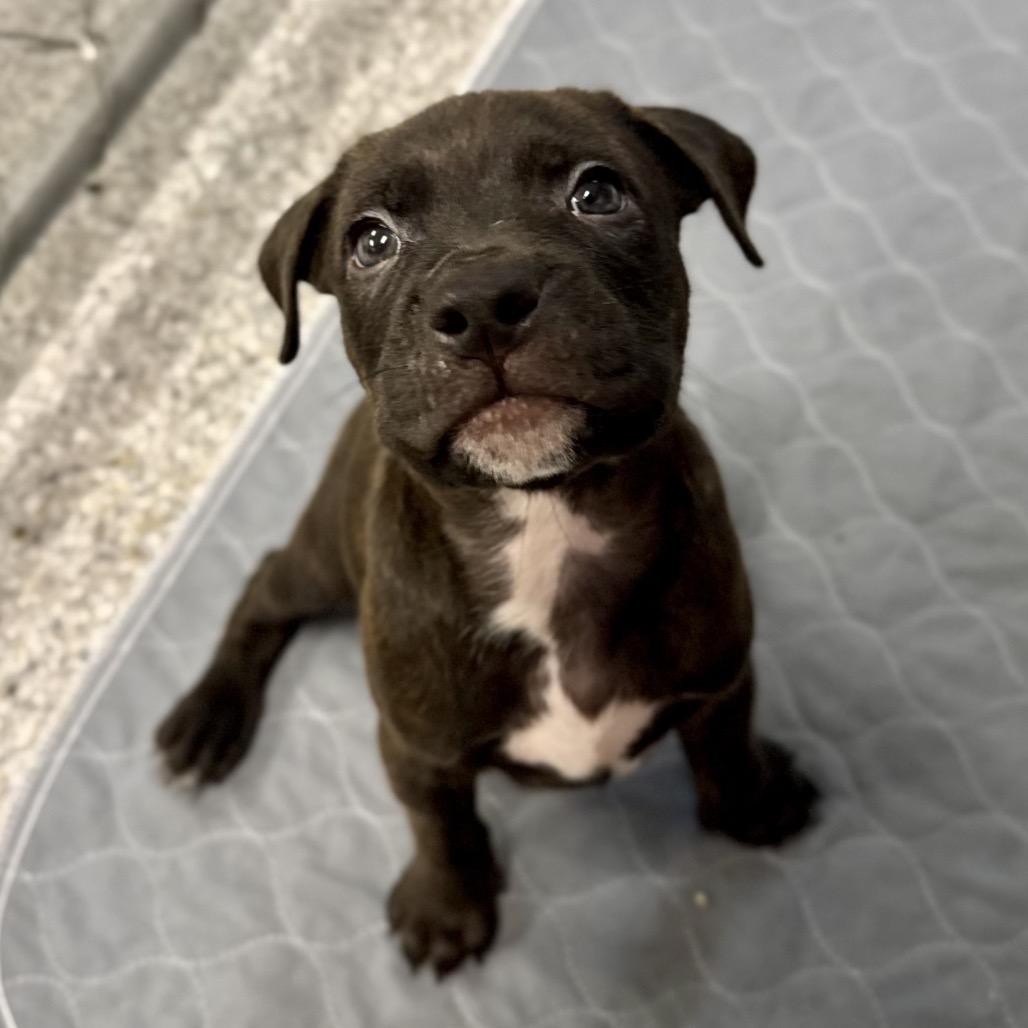 Argyle, Adoptable, Puppy Male Pit Bull Terrier & Mixed Breed.