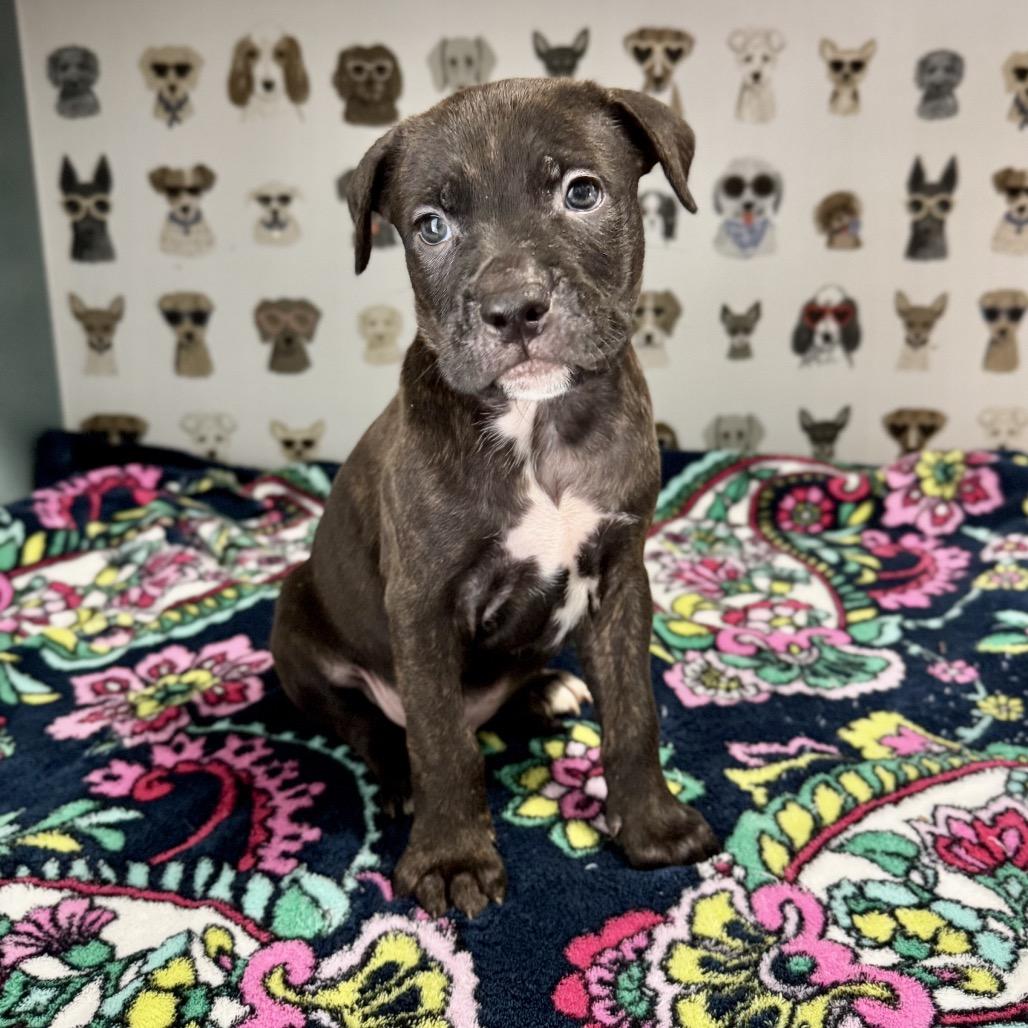 Argyle, a Adoptable mixed breed in Durham, NC image 2/4