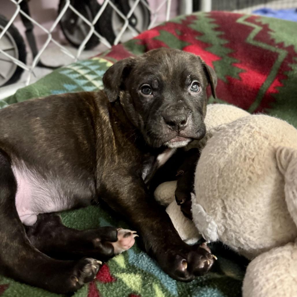 Argyle, a Adoptable mixed breed in Durham, NC image 3/4
