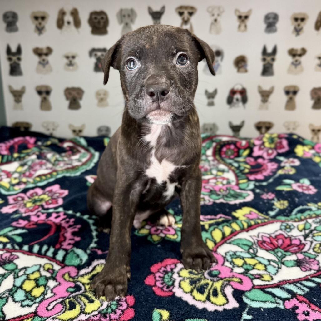 Argyle, a Adoptable mixed breed in Durham, NC image 4/4