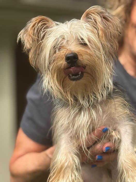 Enlarge Theo, a Adopted Yorkshire Terrier in Matthews, NC image 1/2