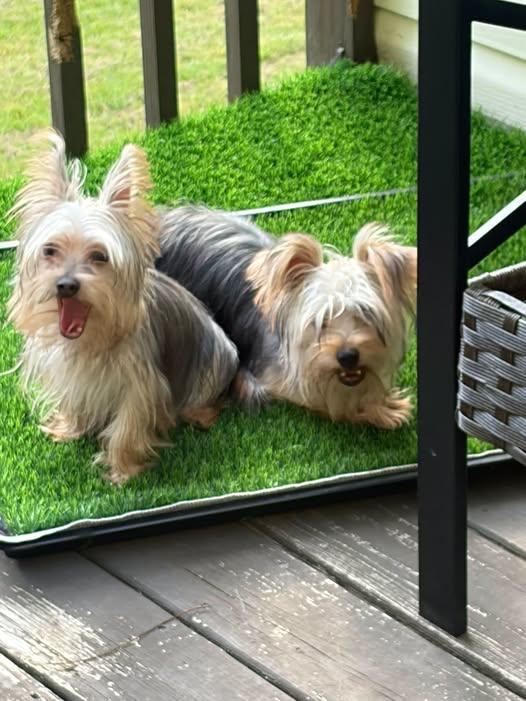 Enlarge Theo, a Adopted Yorkshire Terrier in Matthews, NC image 2/2