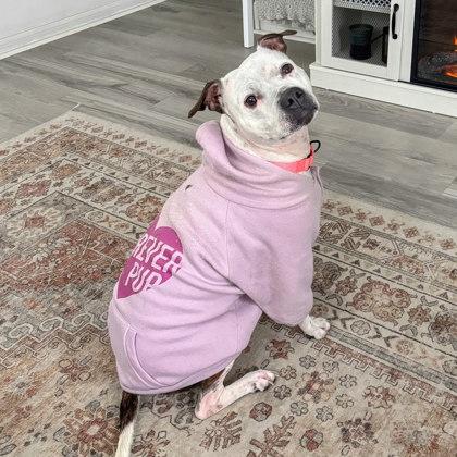 Enlarge Pearl, a Adoptable Mixed Breed in Cincinnati, OH image 2/3