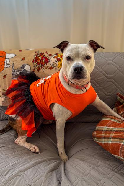 Pearl, a Adoptable Mixed Breed in Cincinnati, OH image 2/3