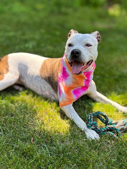 Pearl, Adoptable, Adult Female Mixed Breed & Mixed Breed.