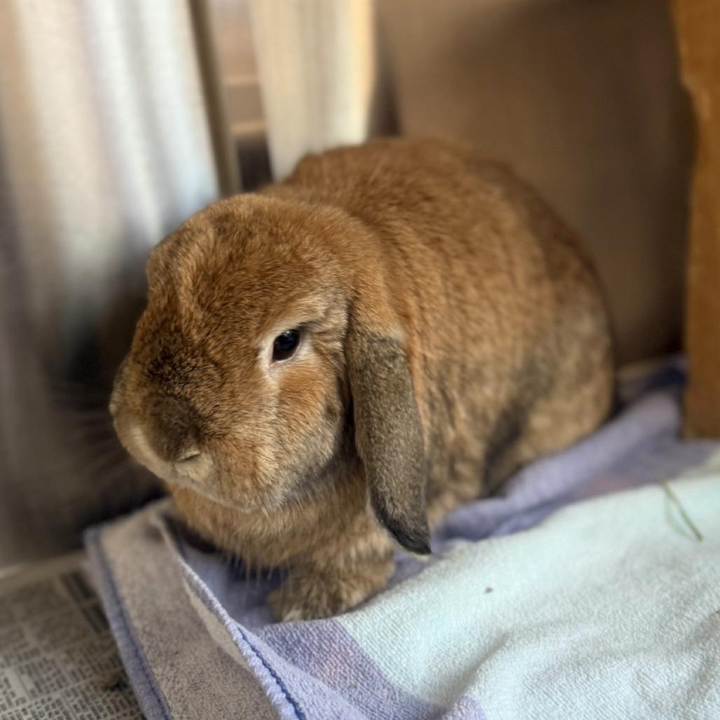 Gideon, a Adoptable Holland Lop in Pittsburgh, PA image 1/2