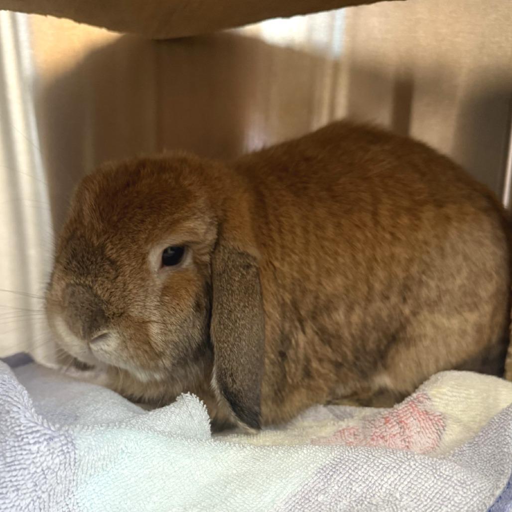 Gideon, a Adoptable Holland Lop in Pittsburgh, PA image 2/2