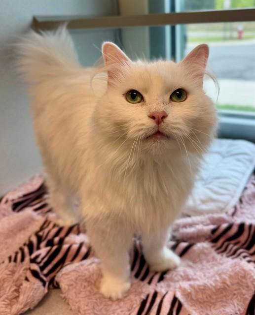 Enlarge WARM CRAB TOASTIE, a Adoptable Domestic Medium Hair in Leesburg, VA image 1/1