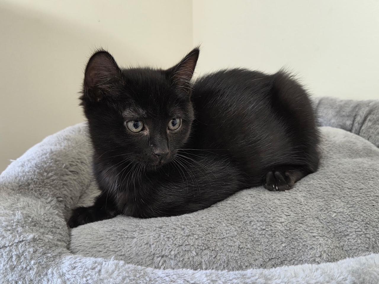 Enlarge *SKY, a Adoptable mixed breed in Wilmington, OH image 1/1