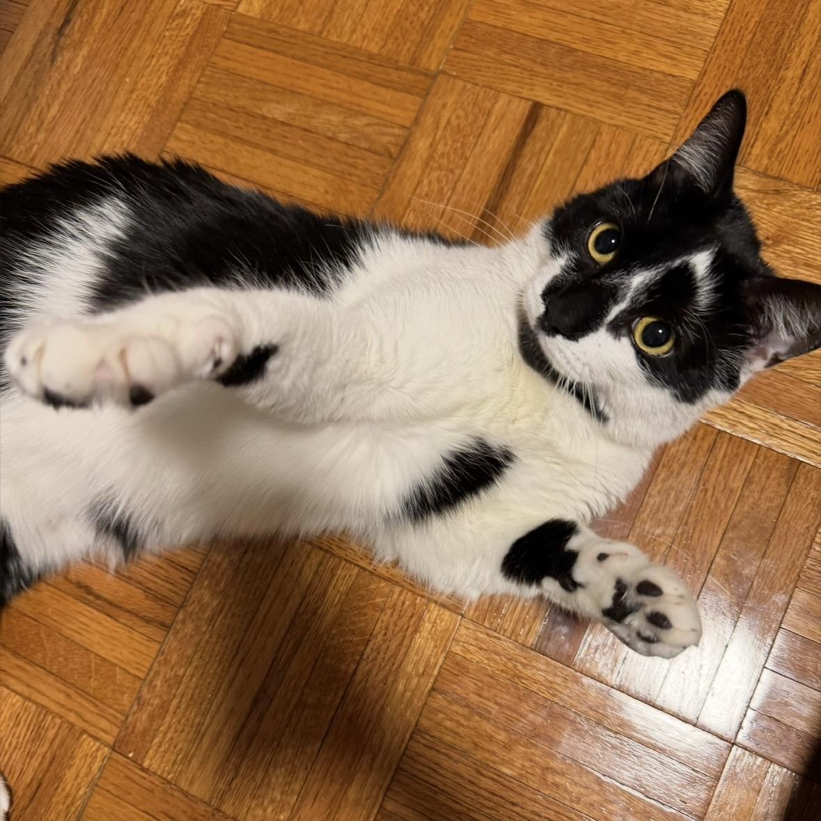 Enlarge King Moosh, an adopted American Shorthair in Union City, NJ image 5/6