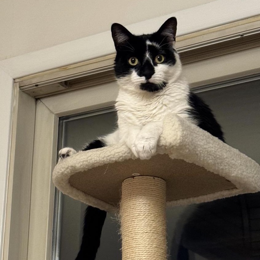 King Moosh, adopted, Young Male American Shorthair.