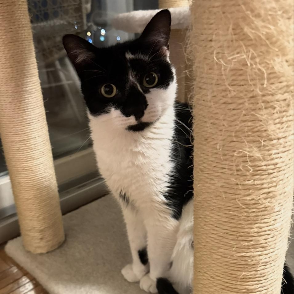 Enlarge King Moosh, an adopted American Shorthair in Union City, NJ image 3/6