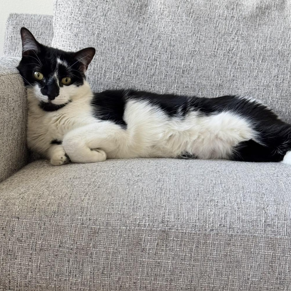 Enlarge King Moosh, an adopted American Shorthair in Union City, NJ image 2/6