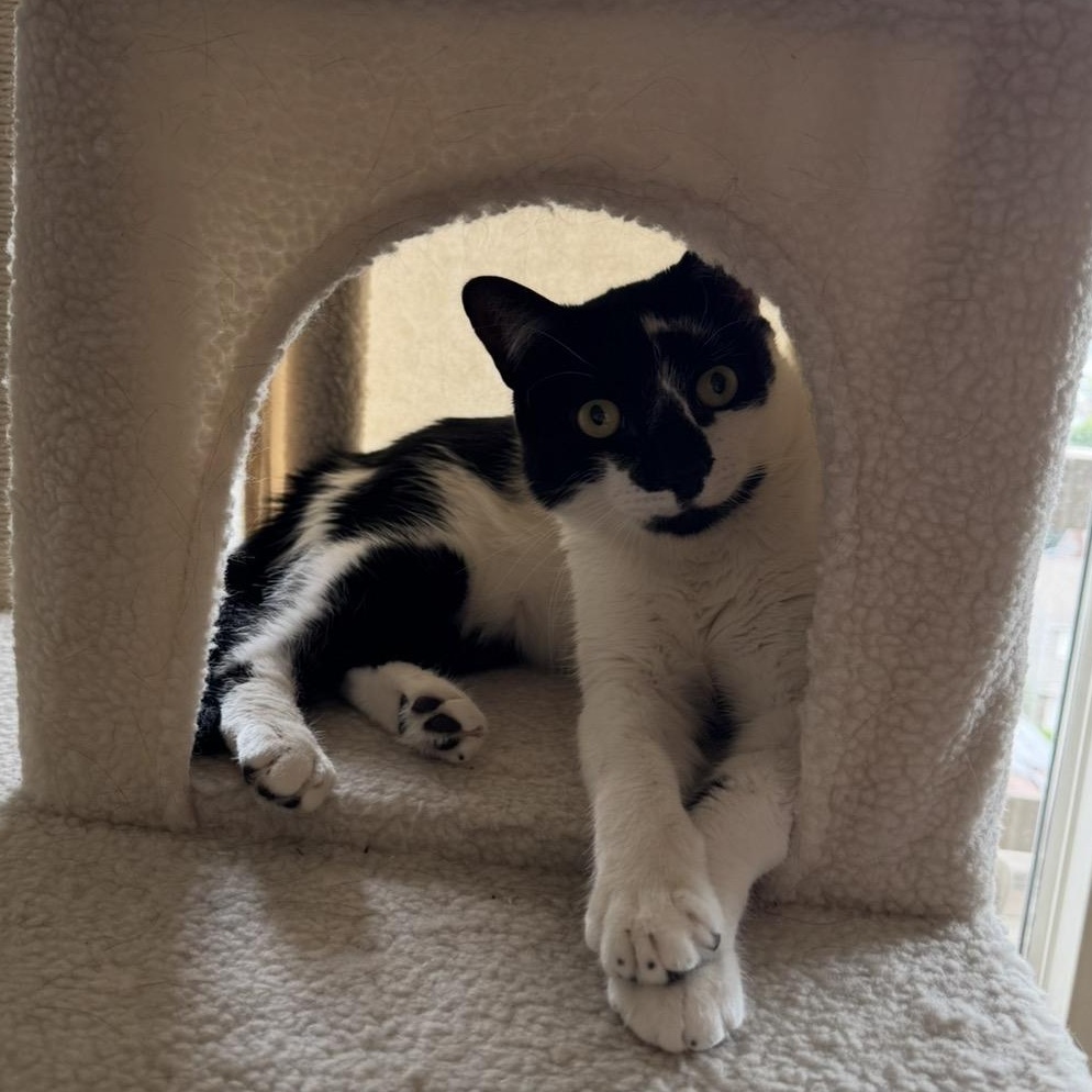 Enlarge King Moosh, an adopted American Shorthair in Union City, NJ image 6/6
