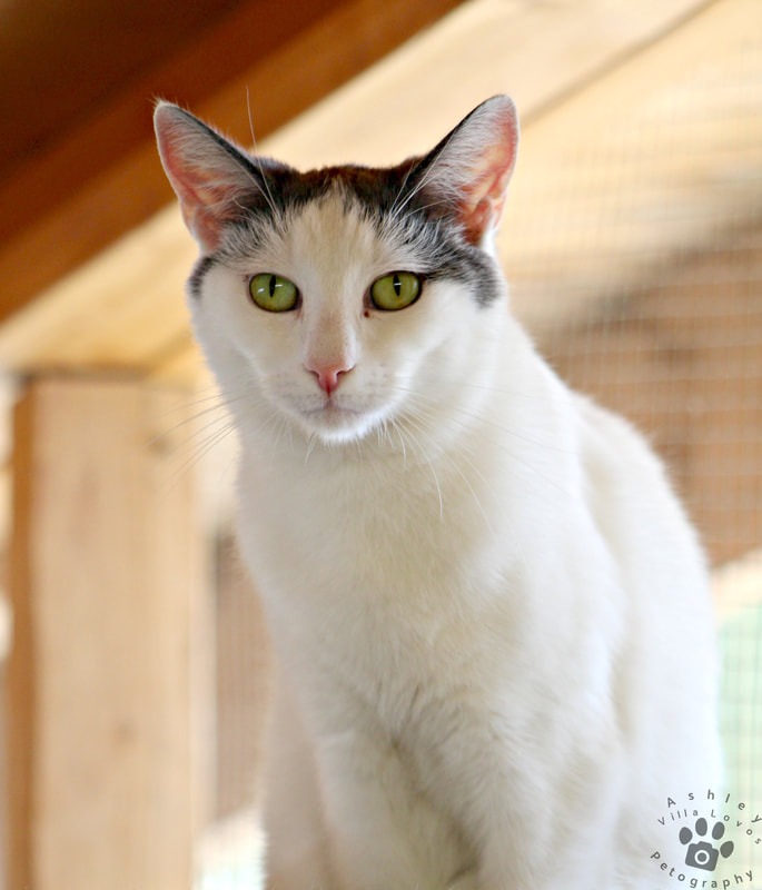 Hunter, Adoptable, Adult Male Domestic Short Hair & Turkish Van.