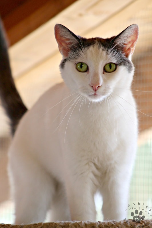 Enlarge Hunter, a Adoptable mixed breed in Mira Loma, CA image 2/4