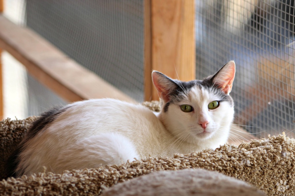 Enlarge Hunter, a Adoptable mixed breed in Mira Loma, CA image 3/4