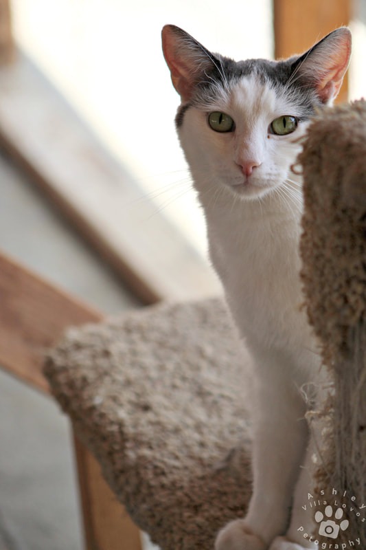 Enlarge Hunter, a Adoptable mixed breed in Mira Loma, CA image 4/4