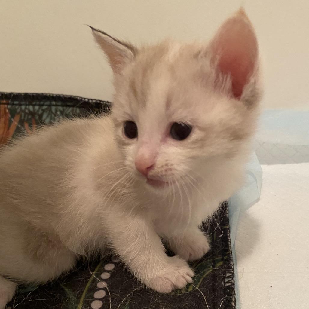 Kevin F-21631, Adoptable, Kitten Male Domestic Short Hair.