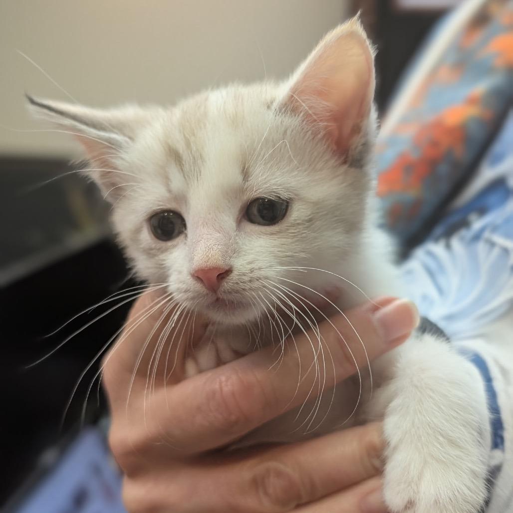 Kevin F-21631, a Adoptable Domestic Short Hair in Oklahoma City, OK image 5/5