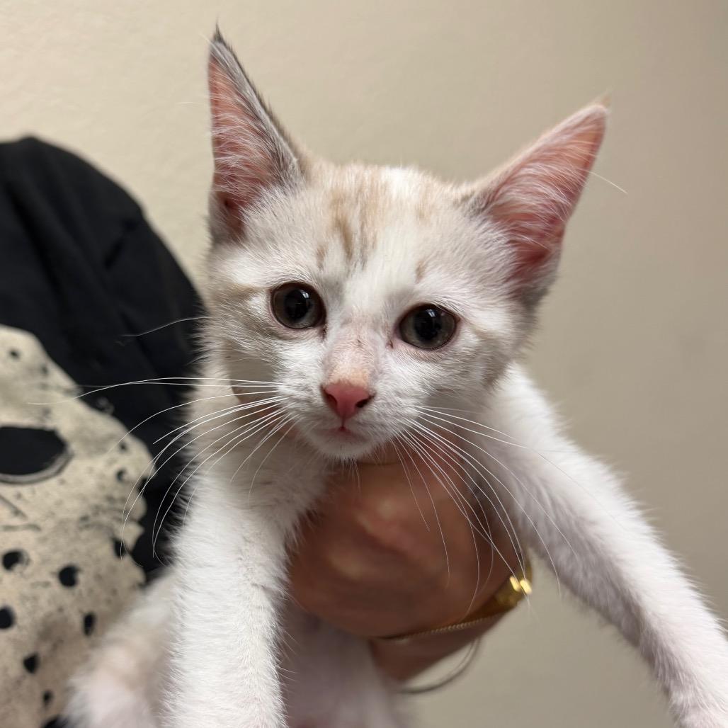 Enlarge Kevin F-21631, a Adoptable Domestic Short Hair in Oklahoma City, OK image 6/6