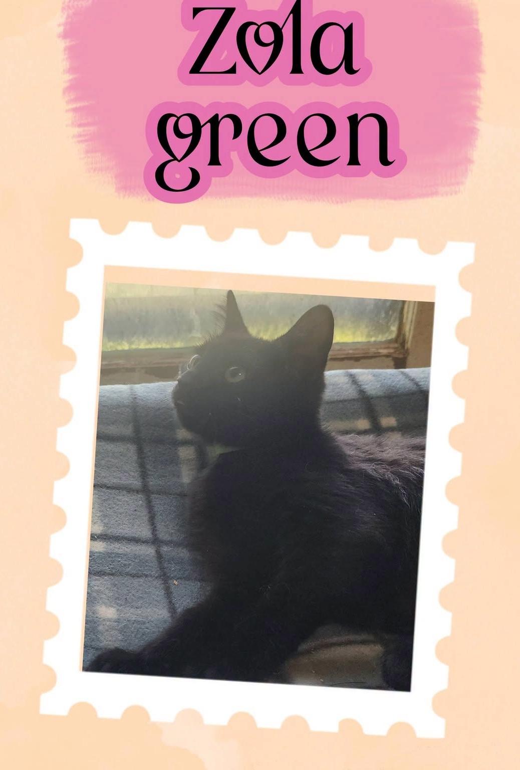 ZOLA of the Terrific 5, ADOPTABLE, Kitten Female Domestic Short Hair.