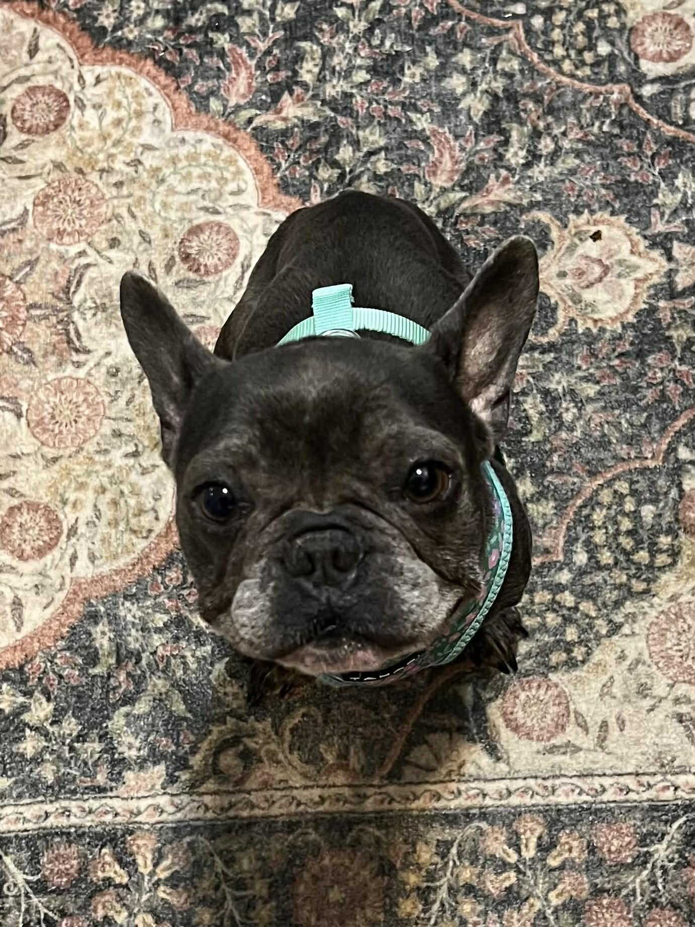 Enlarge Maeve Flanagan , an adopted French Bulldog in Knoxville, TN image 4/4