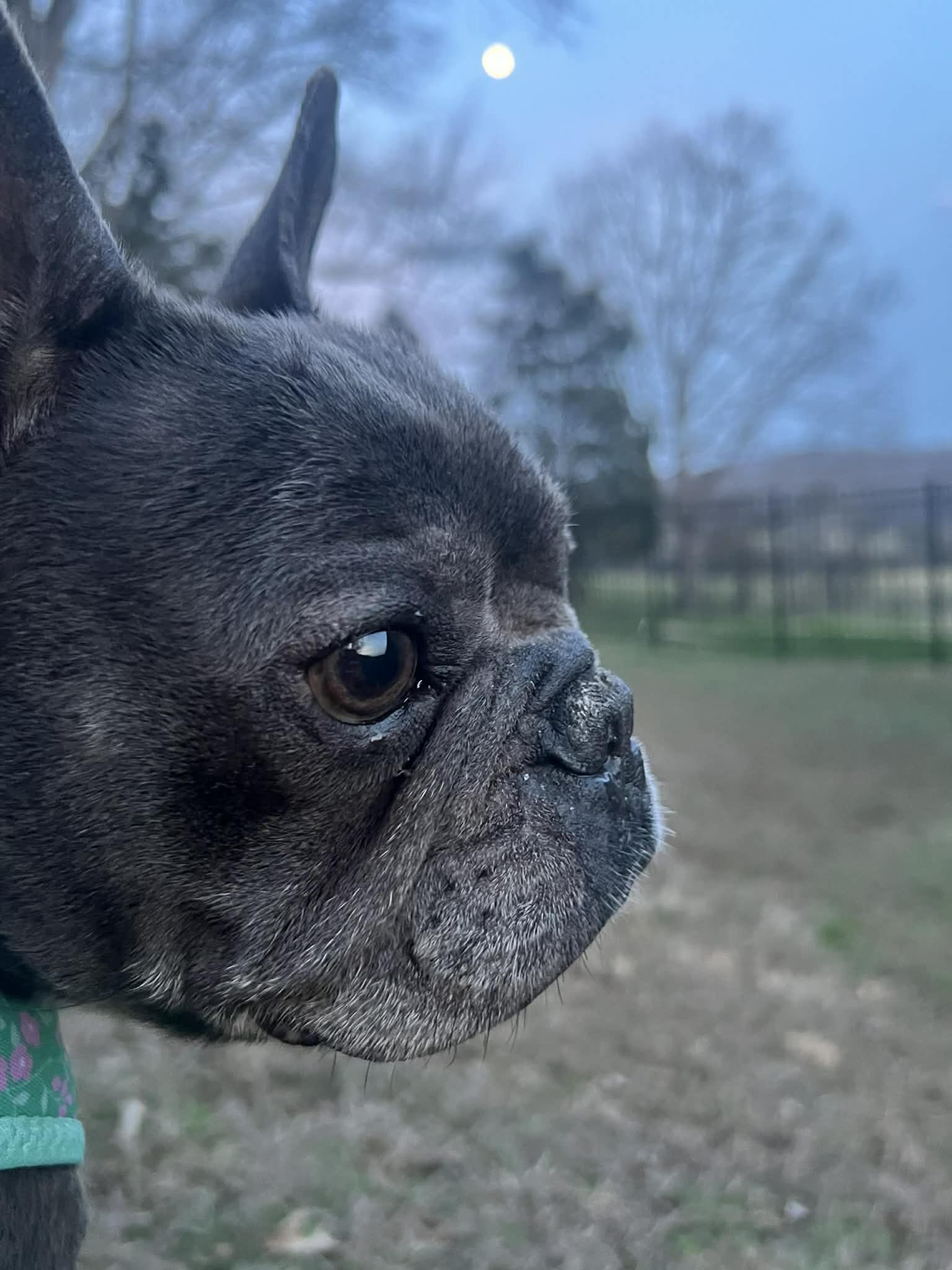 Maeve Flanagan , ADOPTABLE, Adult Female French Bulldog.