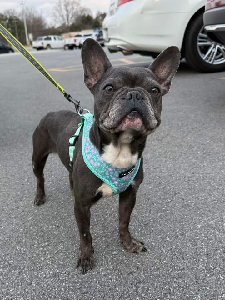 Enlarge Maeve Flanagan , an adopted French Bulldog in Knoxville, TN image 3/4