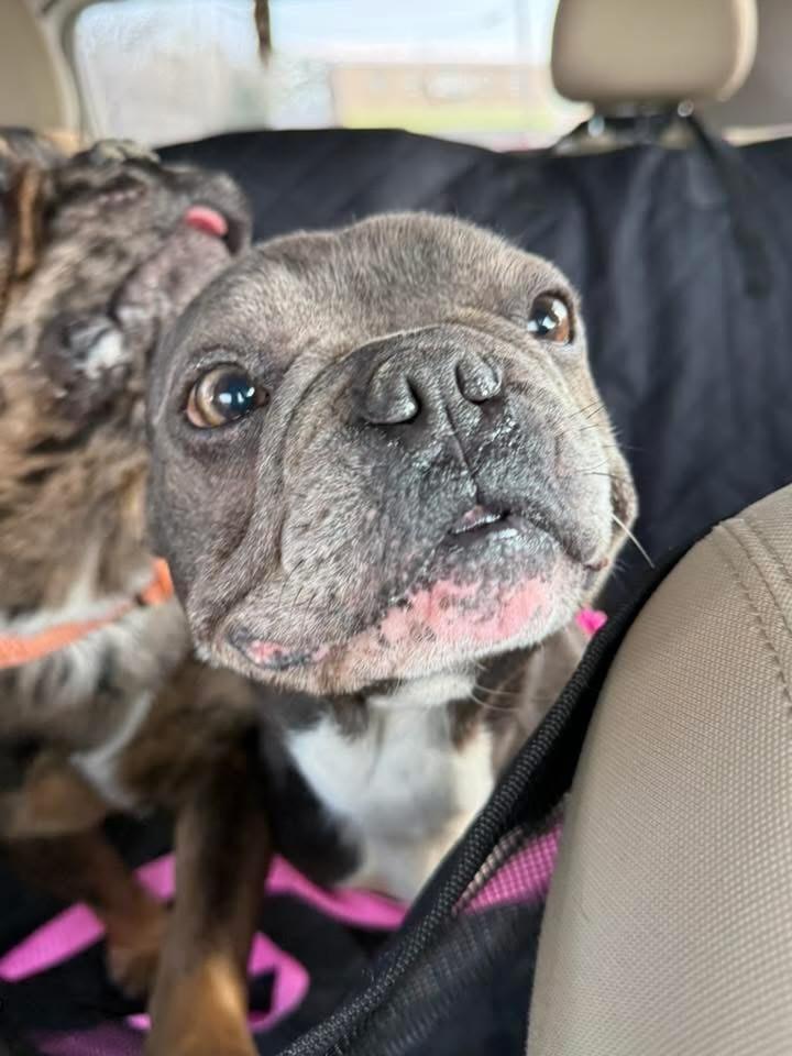 Enlarge Maeve Flanagan , an adopted French Bulldog in Knoxville, TN image 2/4