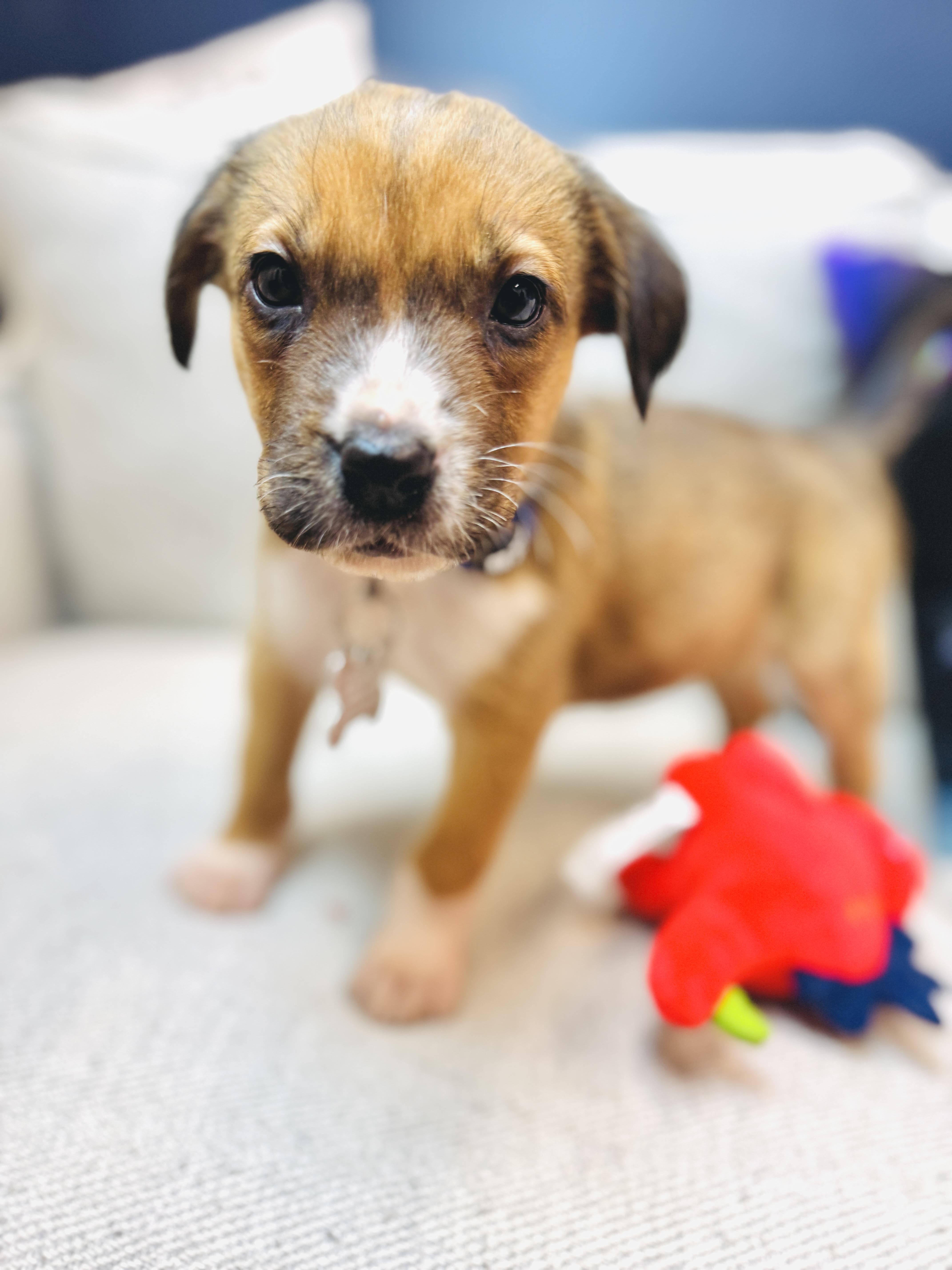 Garland, a Adoptable mixed breed in Palatine, IL image 5/6