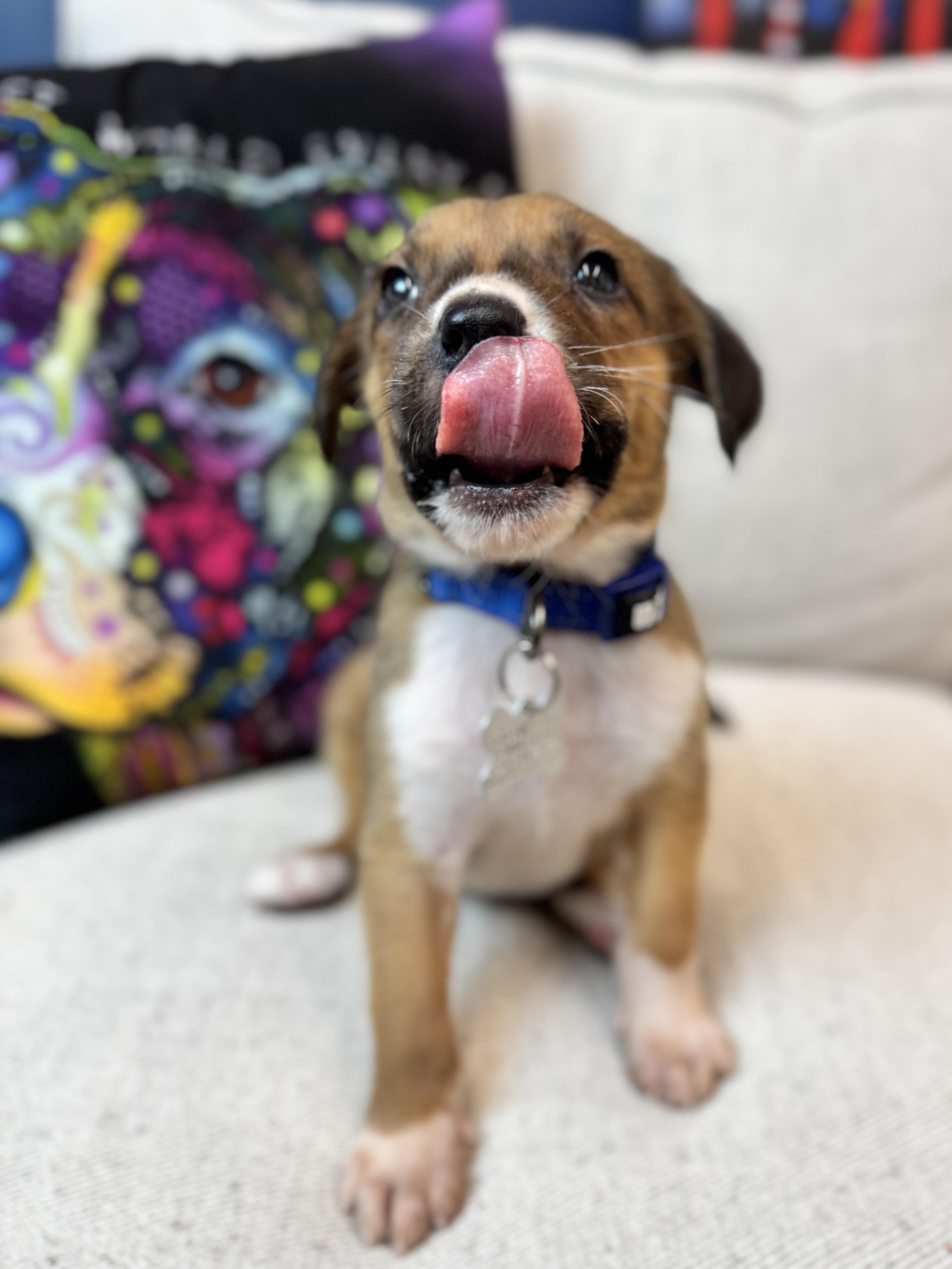 Garland, a Adoptable mixed breed in Palatine, IL image 4/6