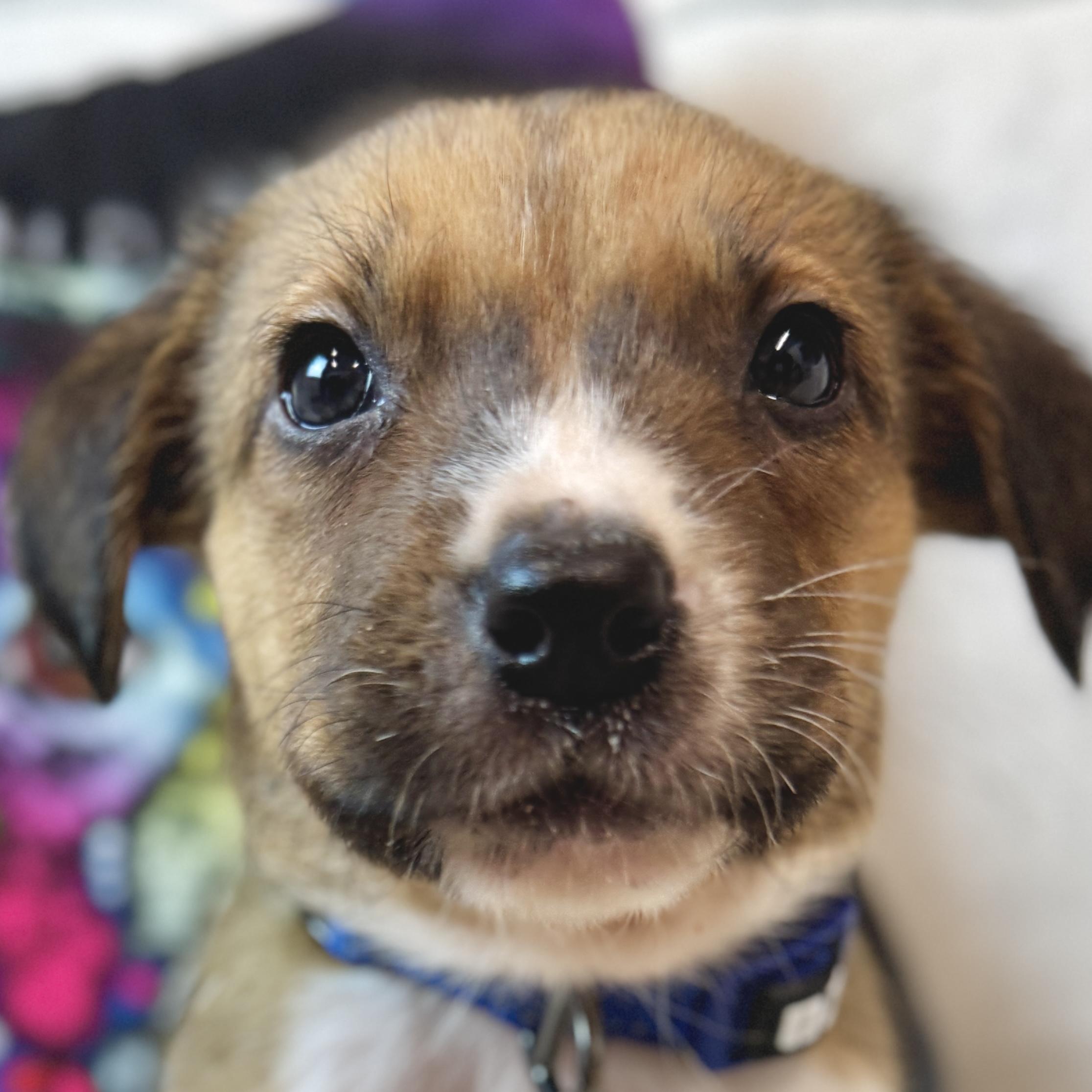 Garland, a Adoptable mixed breed in Palatine, IL image 1/6