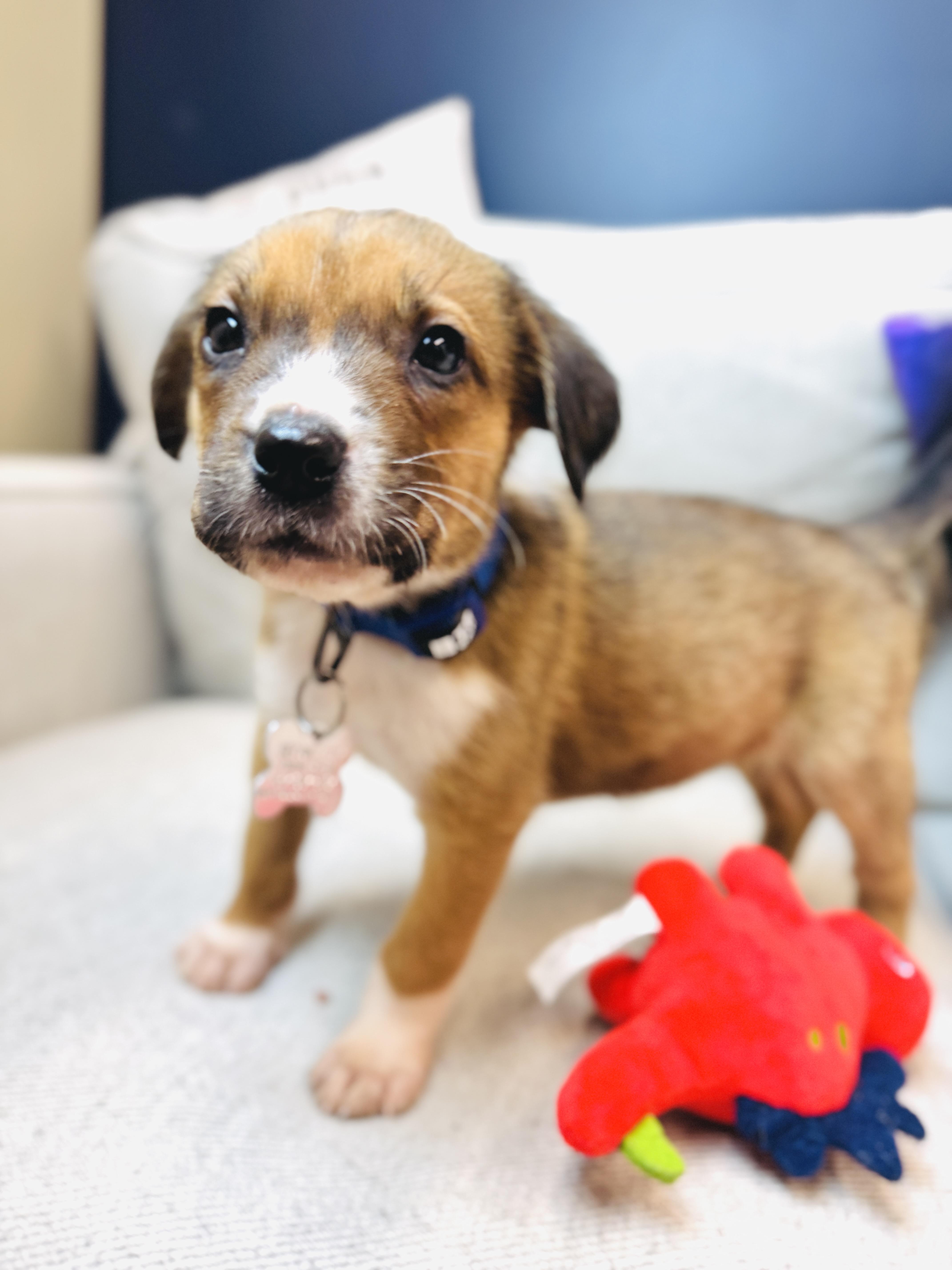 Garland, a Adoptable mixed breed in Palatine, IL image 3/6