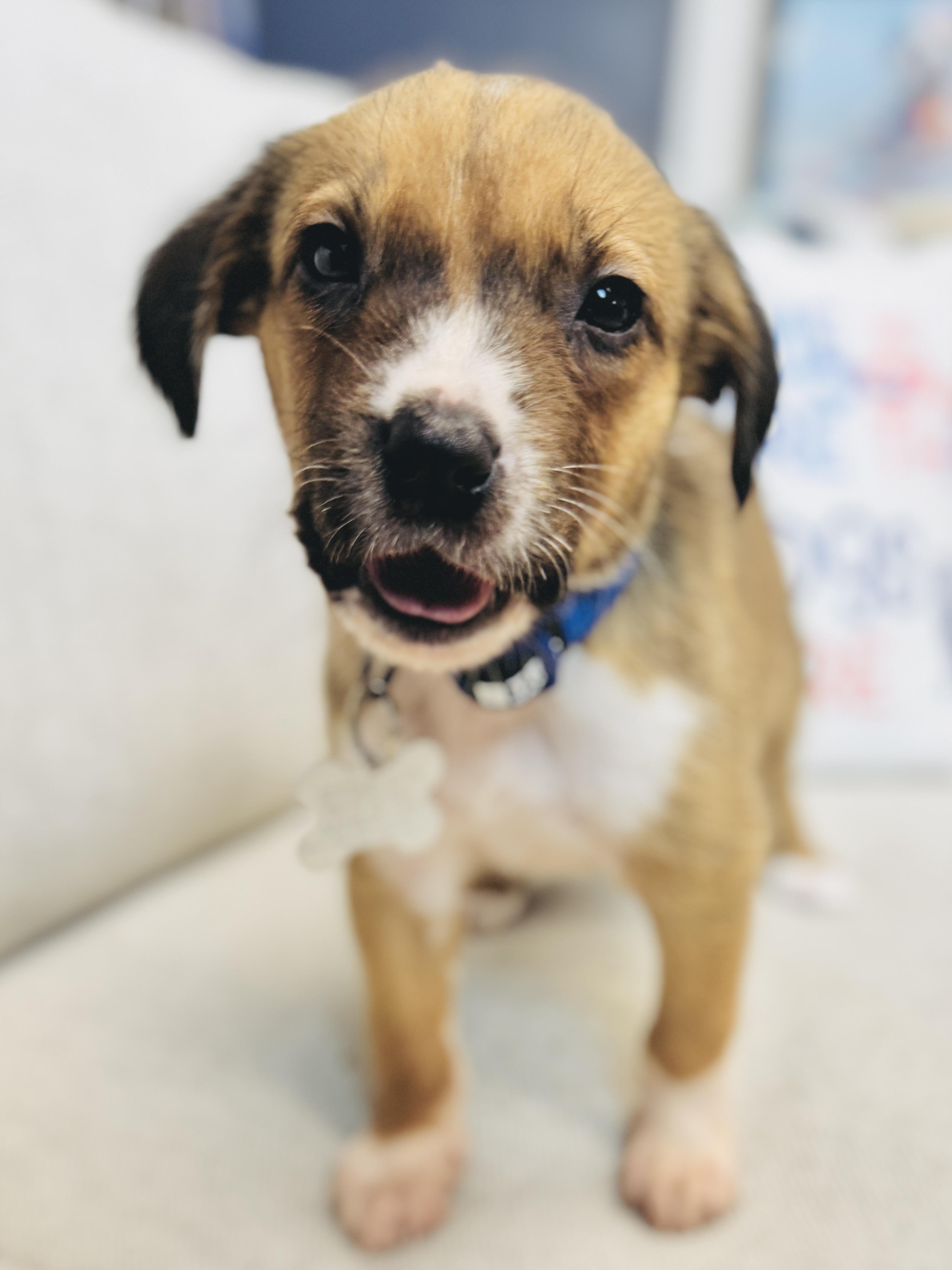 Garland, a Adoptable mixed breed in Palatine, IL image 6/6